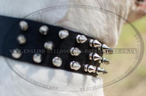 American Bulldog Collars for Sale