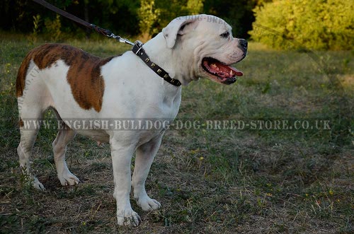 American Bulldog Collars for Sale