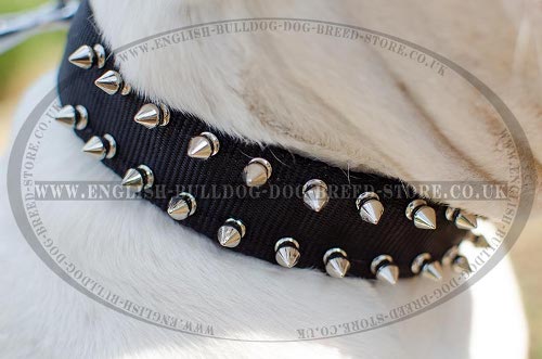 American Bulldog Collars for Sale