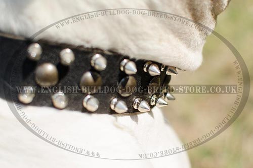 American Bulldog Collars for Sale