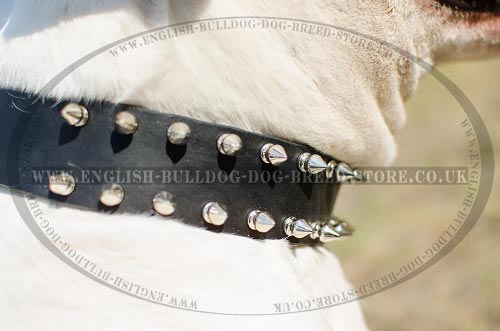 American Bulldog Collars for Sale