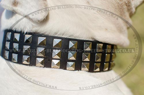 American Bulldog Collars for Sale