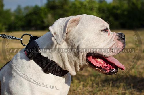 American Bulldog Collars UK