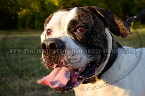 American Bulldog Collars UK