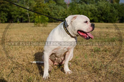 American Bulldog Collars UK