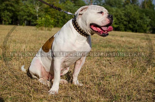 American Bulldog Collars UK