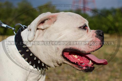 American Bulldog Collars UK