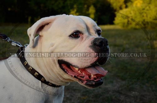 American Bulldog Collars UK