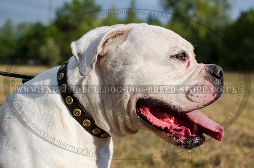 American Bulldog Collars UK