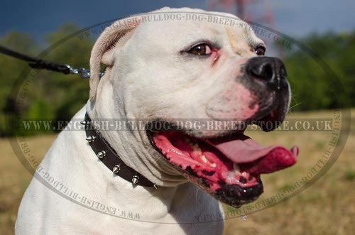 American Bulldog Collars UK