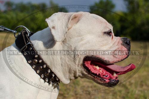 American Bulldog Collars UK