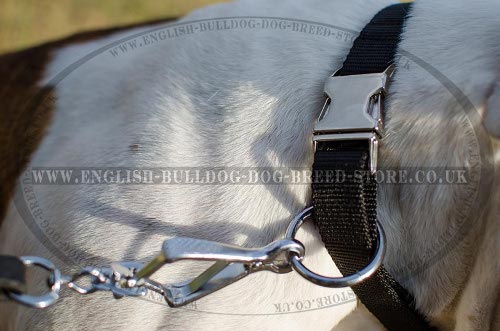 Dog Collar Quick-Release Buckle