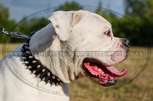 American Bulldog Collars UK