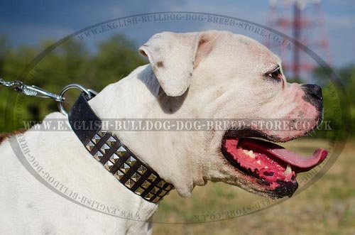 American Bulldog Collars UK