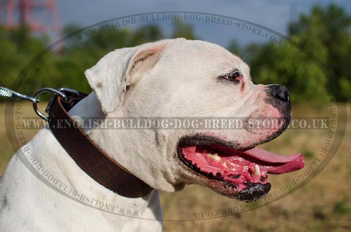 Bulldog Leather Collars