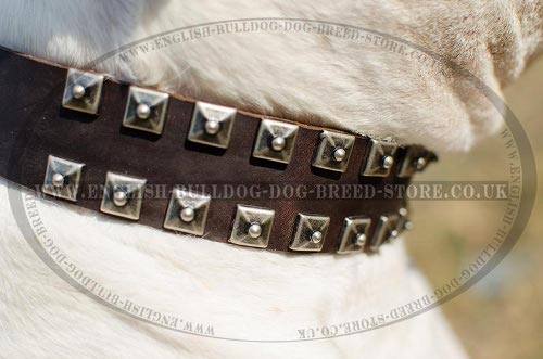 American Bulldog Collars UK