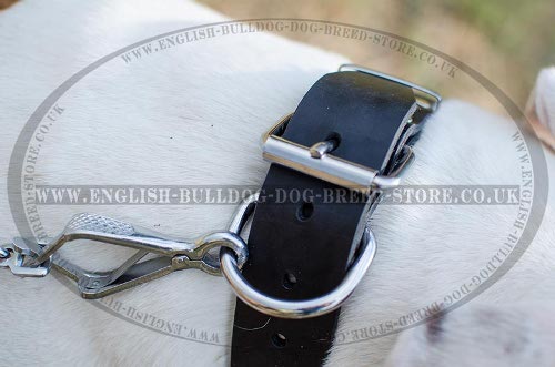 American Bulldog Dog Collars