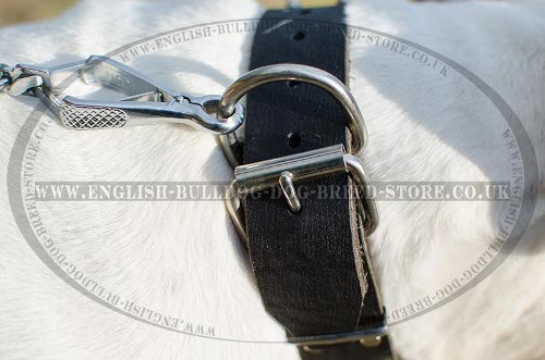 American Bulldog Dog Collars