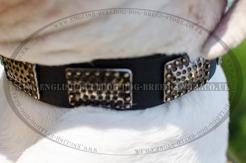 American Bulldog Leather Dog Collars