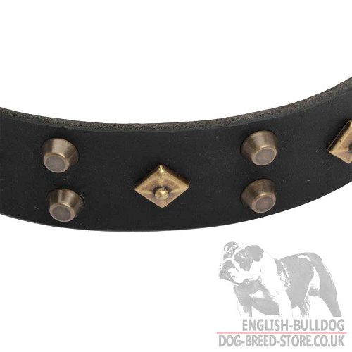 Best Dog Collars Fashion