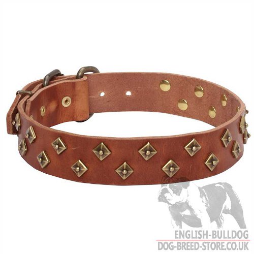 Attractive Dog Collar