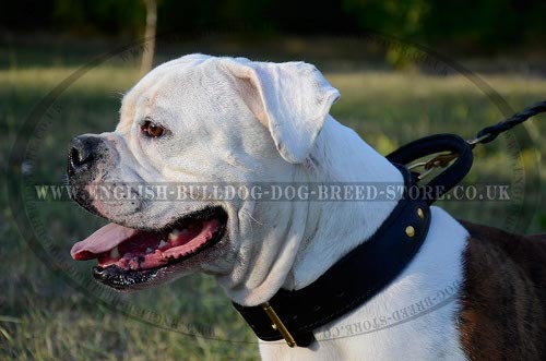 Best Collar for American Bulldog