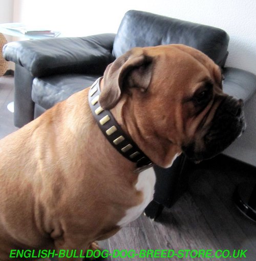 Best Collar for Bullmastiff