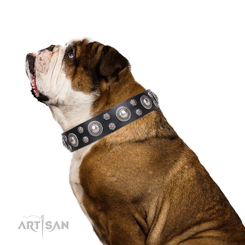 Artisan Dog Collar for English Bulldog £46.50