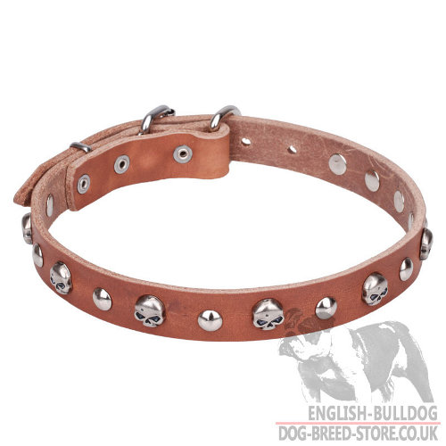 Best Collar for English Bulldogs