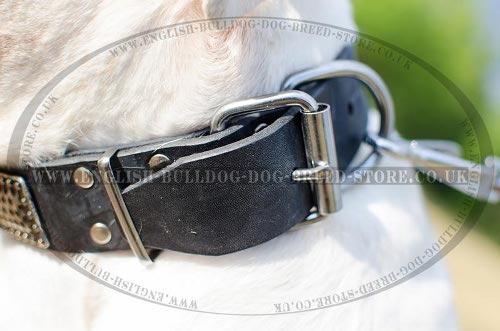 Best Dog Collar for American Bulldog
