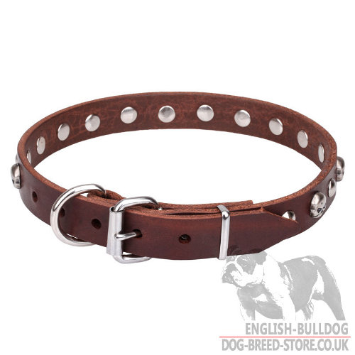 Best Dog Collar for English Bulldog