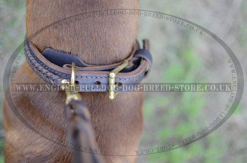 Boxer with Dog Collar