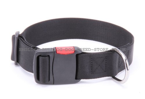 Nylon Dog Collar with Buckle