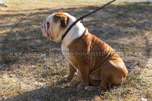 Bulldog Collars and Leashes