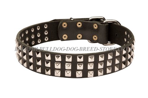 Bulldog Collars