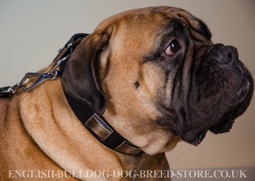 Bullmastiff Collar UK with Nickel Plates