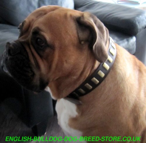 Bullmastiff Collars UK