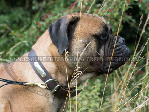 Leather Dog Collar with Nameplate