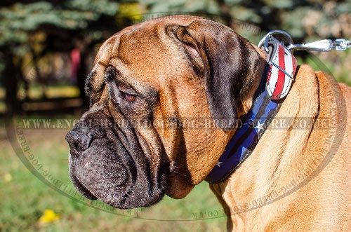 Bullmastiff Collars UK