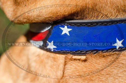 Bullmastiff Dog Collar