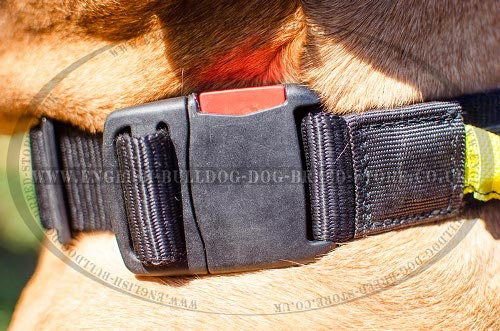 Bullmastiff Dog Collar