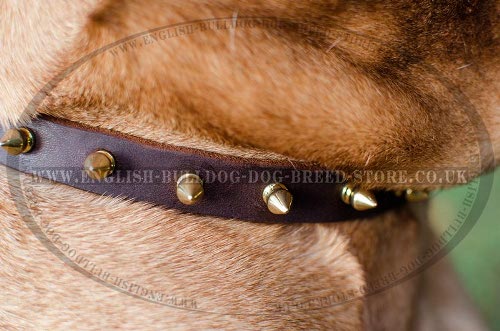 Bullmastiff Dog Collar