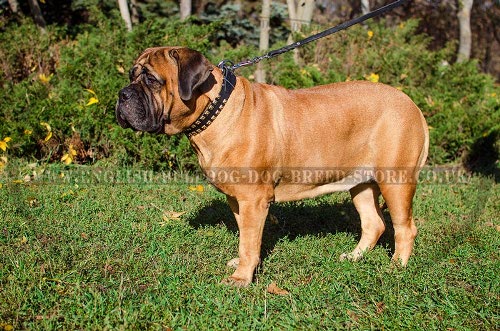 Bullmastiff Dog Collar