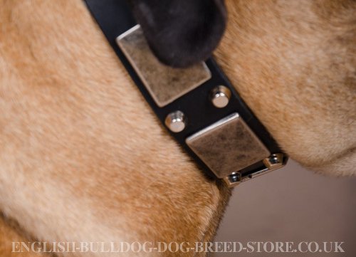 Decorated Dog Collar for Bullmastiff UK