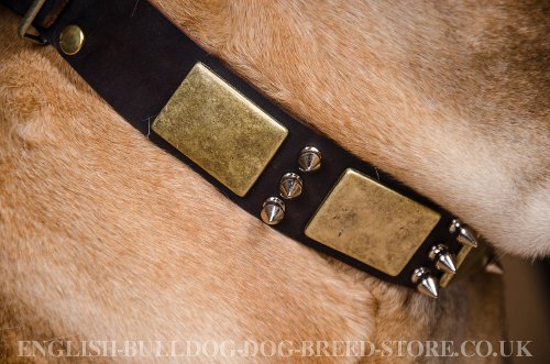 Bullmastiff Dog Collar UK Decorative