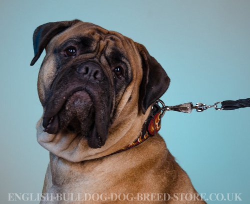 Bullmastiff Dog Collar UK Flamy