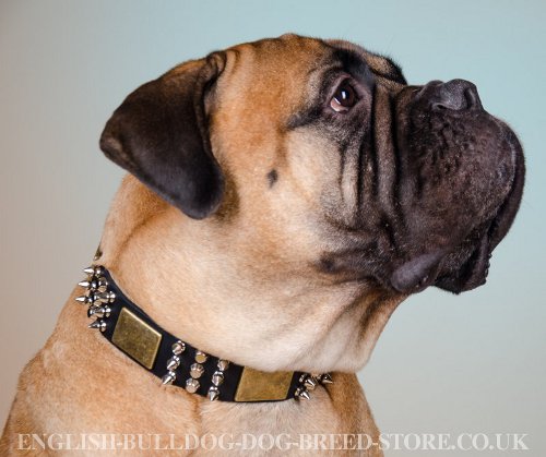 Bullmastiff Collar UK with Mix of Decor