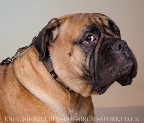 Bullmastiff Dog Collar UK with Nickel Decor