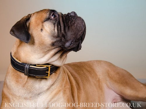 Bullmastiff Dog Collar UK Nappa Padded