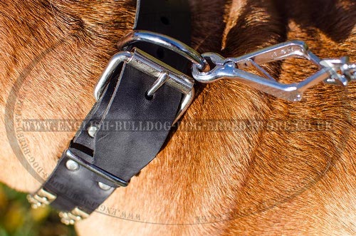 Bullmastiff Dog Collars UK